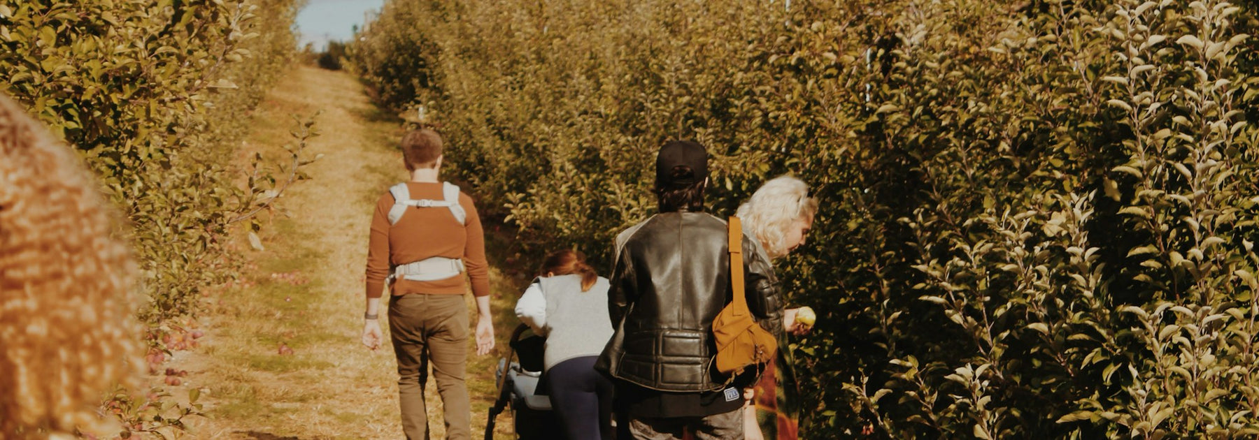 People picking apples in an orchard on a sunny fall day
