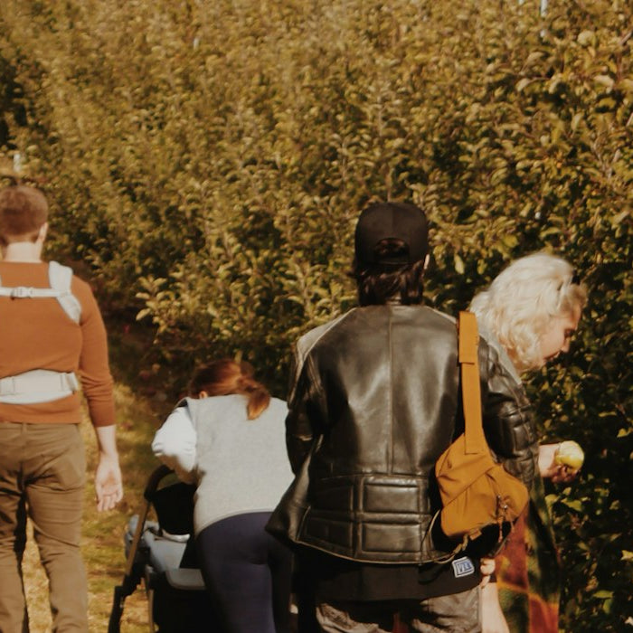 People picking apples in an orchard on a sunny fall day